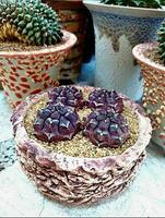 une vert cactus plante dans une pot avec autre les plantes photo