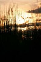 silhouette de herbe fleur sur le coucher du soleil Contexte. ancien Ton. photo