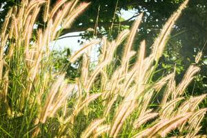 herbe fleur dans le jardin avec lumière du soleil arrière-plan, doux se concentrer. photo
