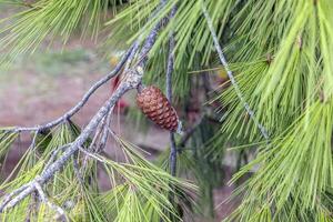 fermer de une pin cône dans lumière du jour photo