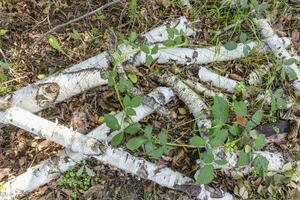 verticale coup dans le trop développé broussailles de une forêt avec cassé bouleau branches photo