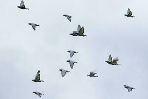 troupeau de en volant Pigeon oiseau contre clair blanc ciel photo