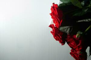 bouquet de roses rouges sur fond blanc photo