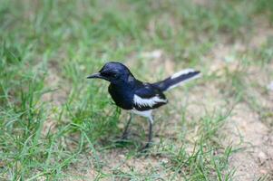 Oriental pie rouge-gorge, minuscule oiseau permanent sur herbe dans campagne photo