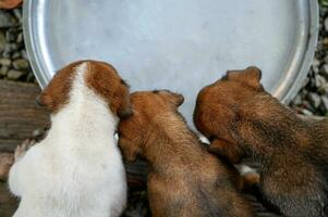 national chiots en mangeant Lait sur plateau photo