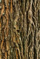 à feuilles caduques arbre aboyer. texturale Contexte photo
