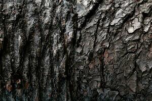 ai généré à feuilles caduques arbre aboyer. texturale Contexte photo