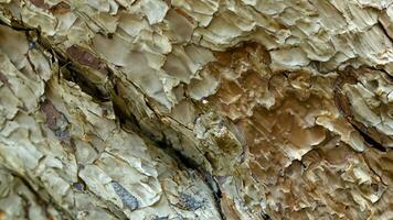 ai généré à feuilles caduques arbre aboyer. texturale Contexte photo