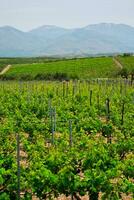 vignoble avec grain de raisin Lignes photo