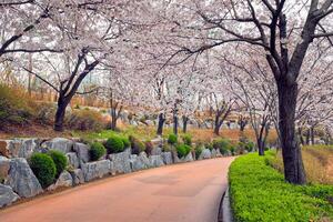 épanouissement Sakura Cerise fleur ruelle dans parc photo