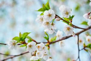 épanouissement Sakura Cerise fleur photo