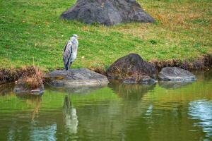 gris héron ardea cinerea sur pierre près l'eau photo