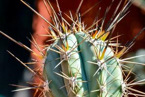 une cactus plante avec tranchant pointes sur il photo