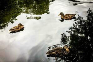 Trois canards dans une étang photo