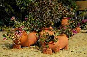 une groupe de des pots avec fleurs dans leur photo