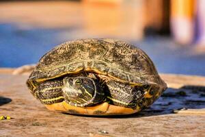 une tortue séance sur le sol avec ses tête collage en dehors photo