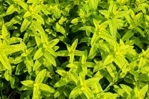 une proche en haut de une plante avec brillant Jaune feuilles photo