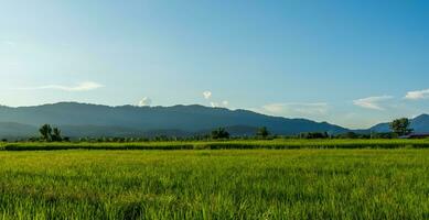 vert riz champ avec le coucher du soleil skyac Contexte. campagne paysage. photo