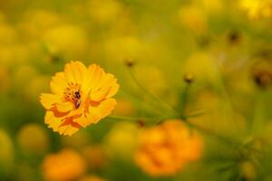 petit Jaune avec abeille sont en volant à trouver pollen et nectar de fleurs sur floue jardin Contexte. photo