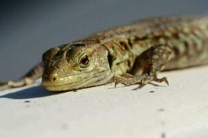 une lézard est séance sur une rebord avec ses yeux fermé photo