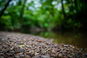 fermer de rivière rochers le long de une rivière banque avec luxuriant des arbres dans bokeh Contexte photo