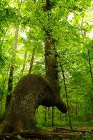 point de cheminement arbre courbé dans en forme de l Profond dans le les bois photo