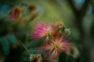 brillant rose arbre fleurs contre une foncé vert floue Contexte photo