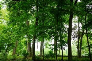 brillant vert des arbres croissance dans le les bois rétro-éclairé par une ensoleillé ciel photo