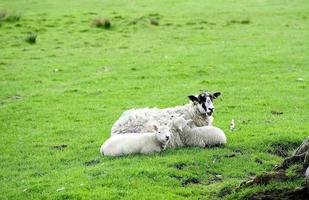 des jumeaux blottis avec maman photo