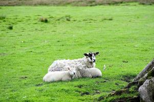 des jumeaux blottis avec maman photo