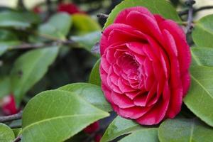 gros plan de fleur de bégonia rouge photo