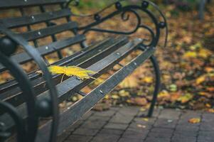 solitaire Jaune feuille sur une parc banc. l'automne temps. œil charme. votre temps est magnifique à moi. rétro photo