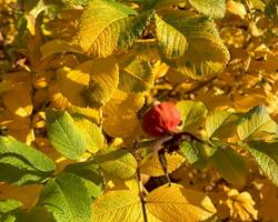 Rose les hanches sur buisson. photo