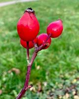 Rose les hanches mûr rouge baie sur buisson. photo