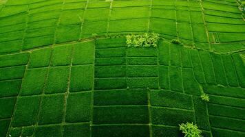 vue aérienne d'un champ vert photo