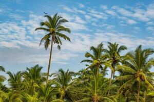 noix de coco des arbres paumes contre le bleu ciel de Inde photo