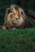 lion katanga dans l'herbe