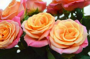 magnifique épanouissement rose pêche des roses avec vert feuilles. bouquet de délicat fleurs. Contexte. photo