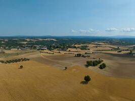 lavande champ - valensol, France photo