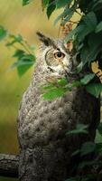 génial cornu hibou sur arbre photo