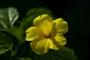 damiana fleur fermer. produire ai photo