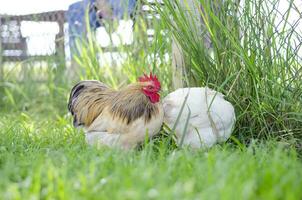 gratuit intervalle poulet sur une traditionnel la volaille biologique ferme sur le herbe photo