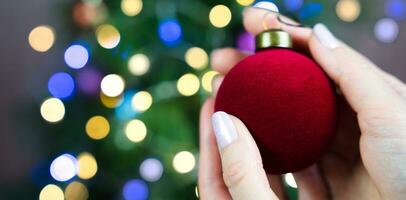 une femme mains tenir une Noël velours rouge balle. Noël arbre décoration. fermer. bannière. sélectif se concentrer. photo
