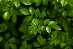 Naturel Contexte de vert feuilles. fond d'écran. bannière. fermer. sélectif se concentrer. photo