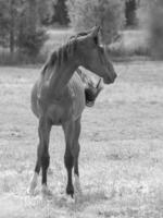 les chevaux sur une Prairie photo