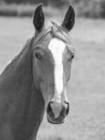 les chevaux sur une Medow dans westphalie photo