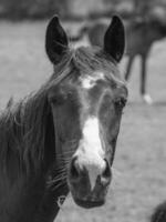 les chevaux sur une Medow dans westphalie photo