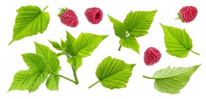 framboise plante feuilles, Couper tiges et baies isolé sur blanc Contexte photo