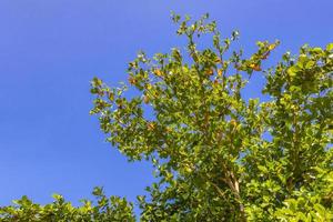couronne d'arbre tropical avec ciel bleu dans la jungle mexicaine.