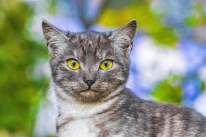 beau chat mignon aux yeux jaunes fond de nature verte minsk. photo